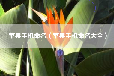 苹果手机命名（苹果手机命名大全）